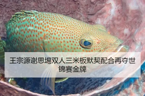 王宗源谢思埸双人三米板默契配合再夺世锦赛金牌