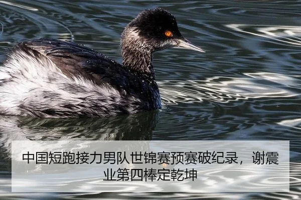 zhong-guo-duan-pao-jie-li-nan-dui-shi-jin-sai-yu-sai-po-ji-lu-xie-zhen-ye-di-si-bang-ding-qian-kun-2-590.jpg